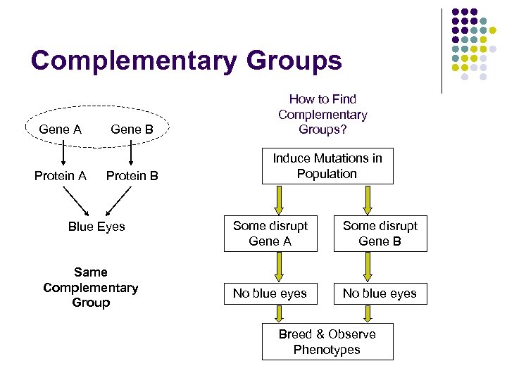 Complementary Groups Gene A Protein A Gene B Protein B Blue Eyes Same Complementary
