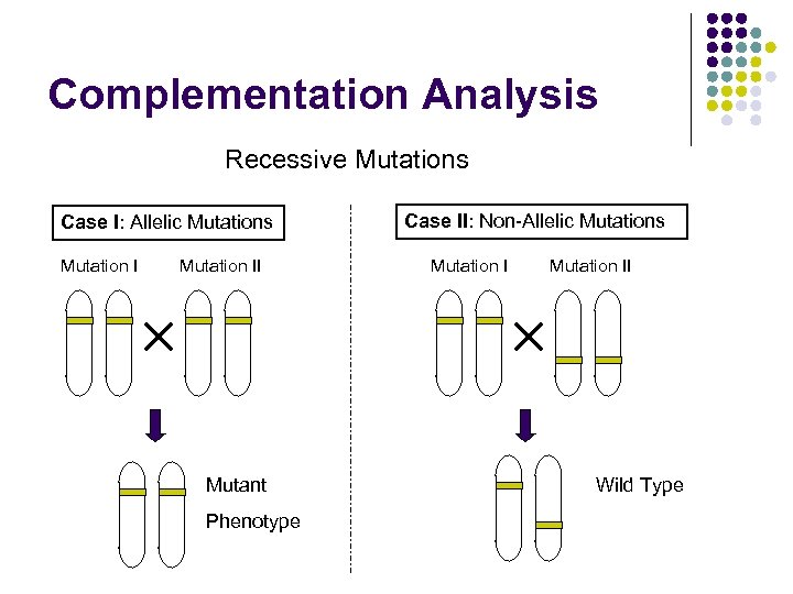 Complementation Analysis Recessive Mutations Case I: Allelic Mutations Mutation II Mutant Phenotype Case II: