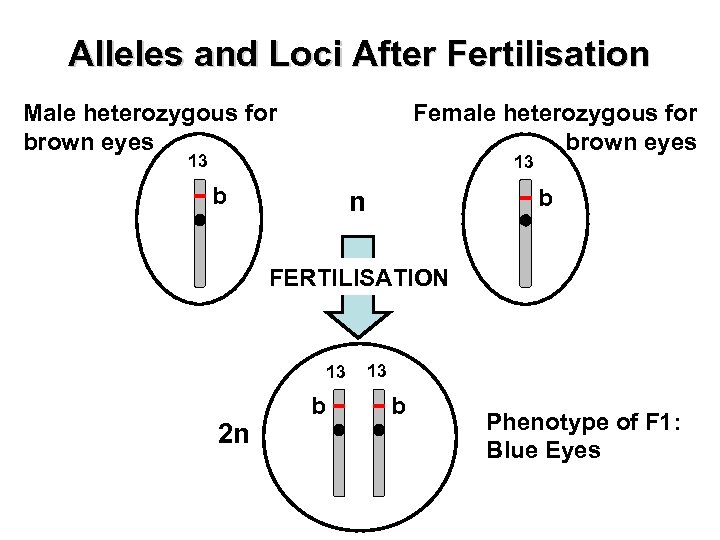 Alleles and Loci After Fertilisation Male heterozygous for brown eyes Female heterozygous for brown
