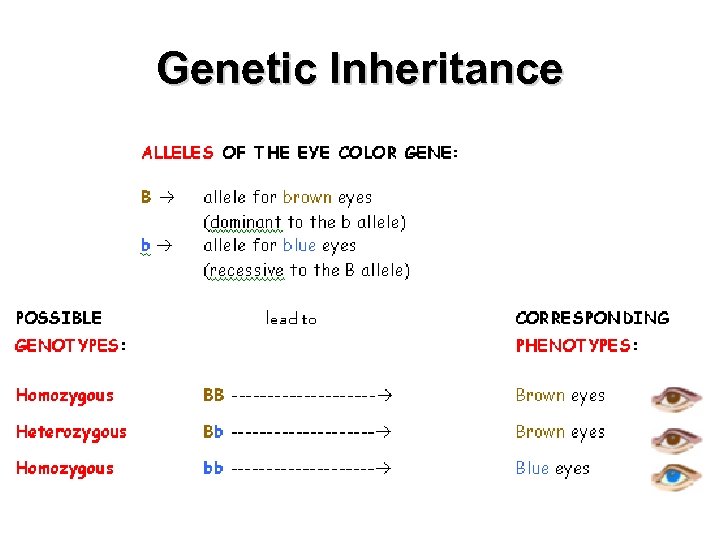 Genetic Inheritance 