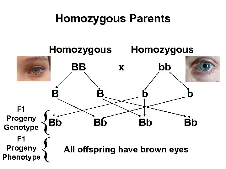 Homozygous Parents Homozygous BB Homozygous x bb B F 1 Progeny Genotype F 1