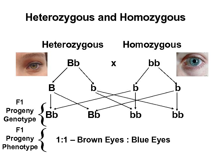 Heterozygous and Homozygous Heterozygous Bb Homozygous x bb B F 1 Progeny Genotype F