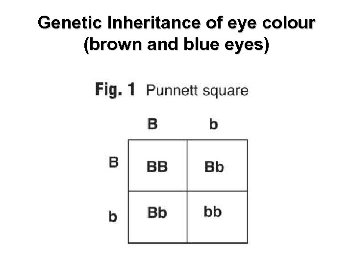Genetic Inheritance of eye colour (brown and blue eyes) 