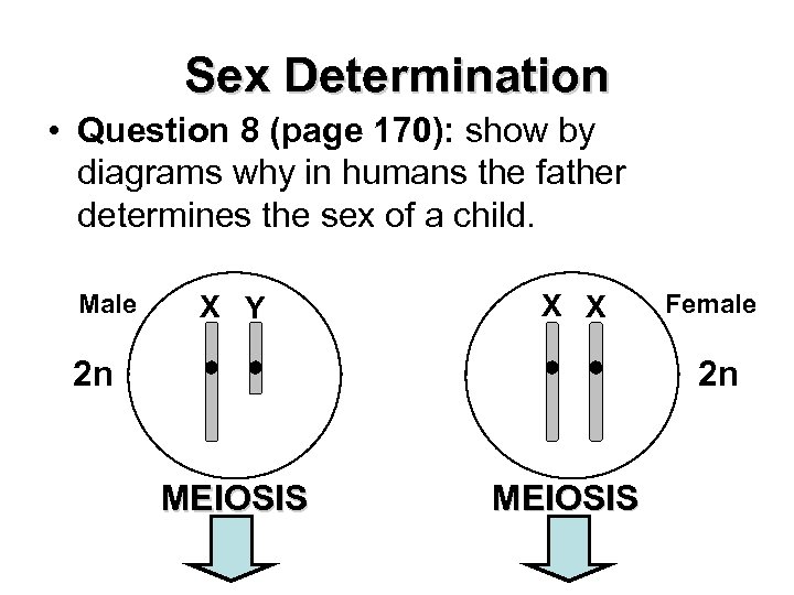 Sex Determination • Question 8 (page 170): show by diagrams why in humans the