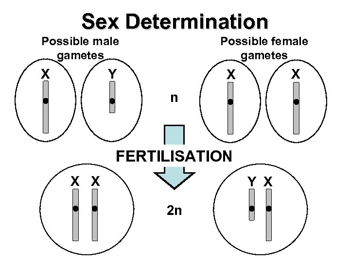 Sex Determination Possible male gametes X Possible female gametes Y X X n FERTILISATION
