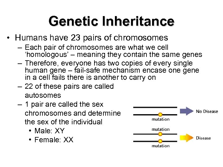 Genetic Inheritance • Humans have 23 pairs of chromosomes – Each pair of chromosomes