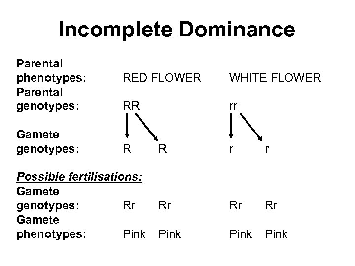 Incomplete Dominance Parental phenotypes: Parental genotypes: Gamete genotypes: RED FLOWER WHITE FLOWER RR rr
