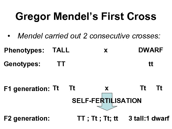 Gregor Mendel’s First Cross • Mendel carried out 2 consecutive crosses: Phenotypes: TALL Genotypes: