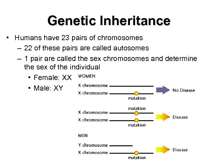 Genetic Inheritance • Humans have 23 pairs of chromosomes – 22 of these pairs