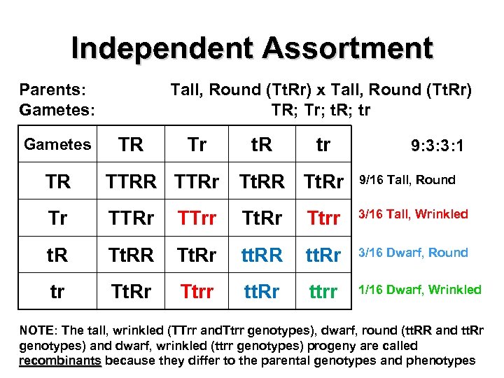 Independent Assortment Parents: Gametes Tall, Round (Tt. Rr) x Tall, Round (Tt. Rr) TR;