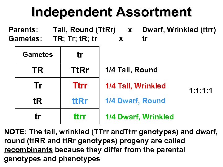 Independent Assortment Parents: Gametes: Tall, Round (Tt. Rr) x x TR; Tr; t. R;