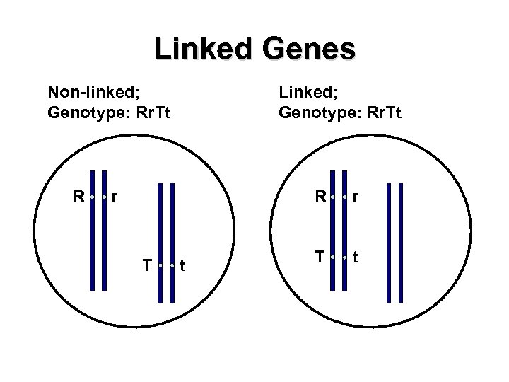 Linked Genes Non-linked; Genotype: Rr. Tt R Linked; Genotype: Rr. Tt r R T