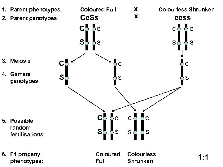 1. Parent phenotypes: 2. Parent genotypes: x x Coloured Full Cc. Ss C c