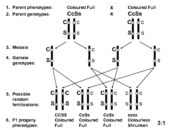 1. Parent phenotypes: 2. Parent genotypes: x x Coloured Full Cc. Ss C c