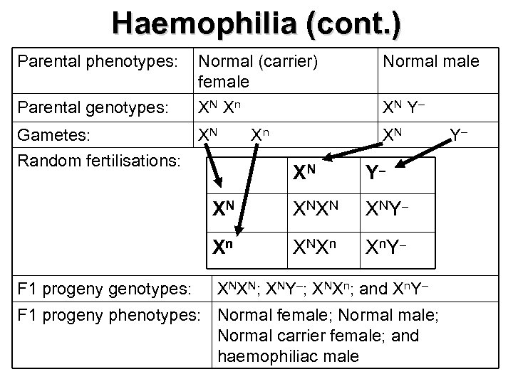 Haemophilia (cont. ) Parental phenotypes: Normal male Parental genotypes: Normal (carrier) female XN X