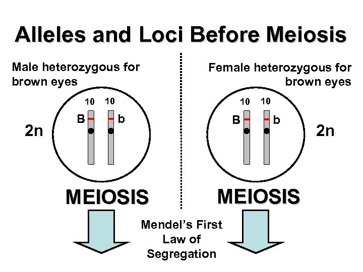 Alleles and Loci Before Meiosis Male heterozygous for brown eyes 10 2 n B