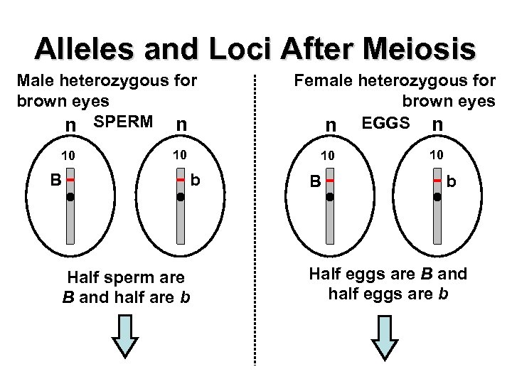 Alleles and Loci After Meiosis Male heterozygous for brown eyes n SPERM n 10