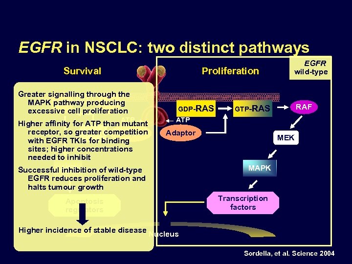 EGFR in NSCLC: two distinct pathways Proliferation Survival Greater signalling through the PTEN MAPK