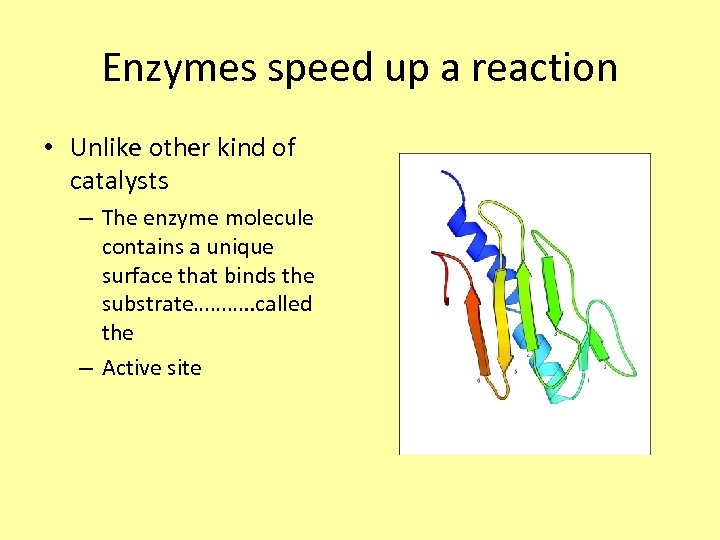 Enzymes speed up a reaction • Unlike other kind of catalysts – The enzyme