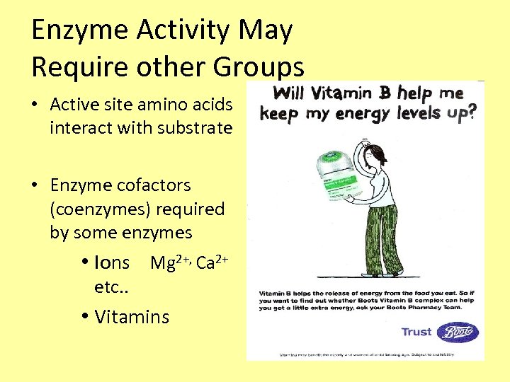 Enzyme Activity May Require other Groups • Active site amino acids interact with substrate