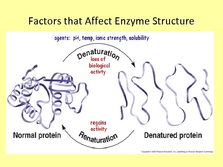 Factors that Affect Enzyme Structure 