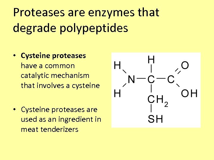 Proteases are enzymes that degrade polypeptides • Cysteine proteases have a common catalytic mechanism