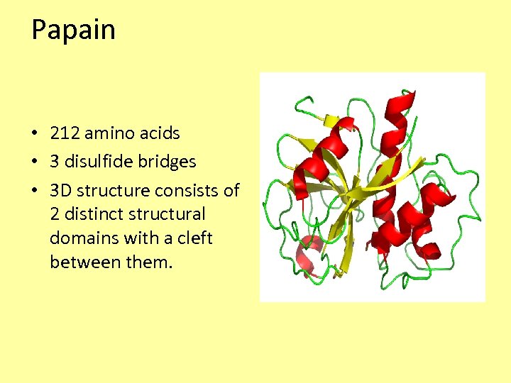 Papain • 212 amino acids • 3 disulfide bridges • 3 D structure consists