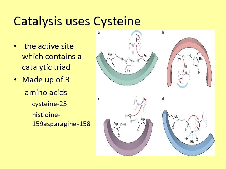 Catalysis uses Cysteine • the active site which contains a catalytic triad • Made