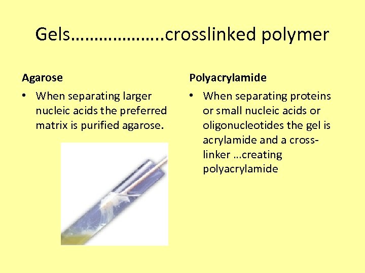Gels………………. . crosslinked polymer Agarose Polyacrylamide • When separating larger nucleic acids the preferred