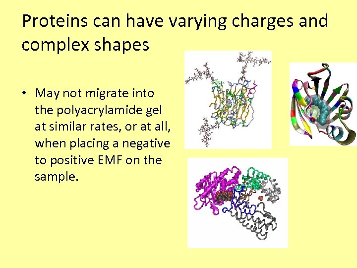 Proteins can have varying charges and complex shapes • May not migrate into the