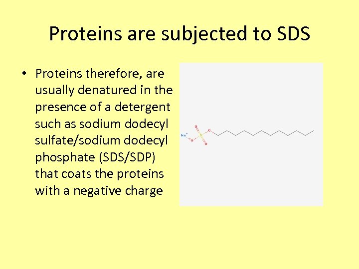 Proteins are subjected to SDS • Proteins therefore, are usually denatured in the presence