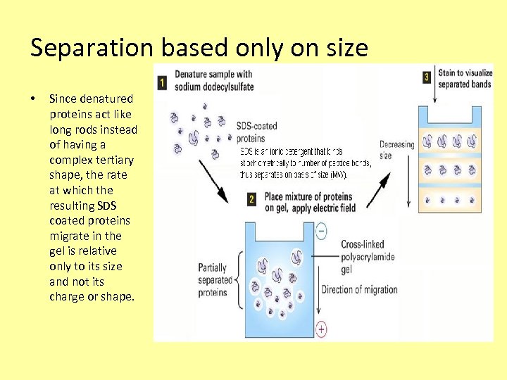 Separation based only on size • Since denatured proteins act like long rods instead