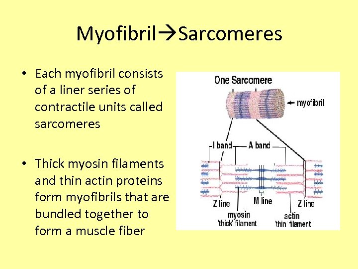Myofibril Sarcomeres • Each myofibril consists of a liner series of contractile units called