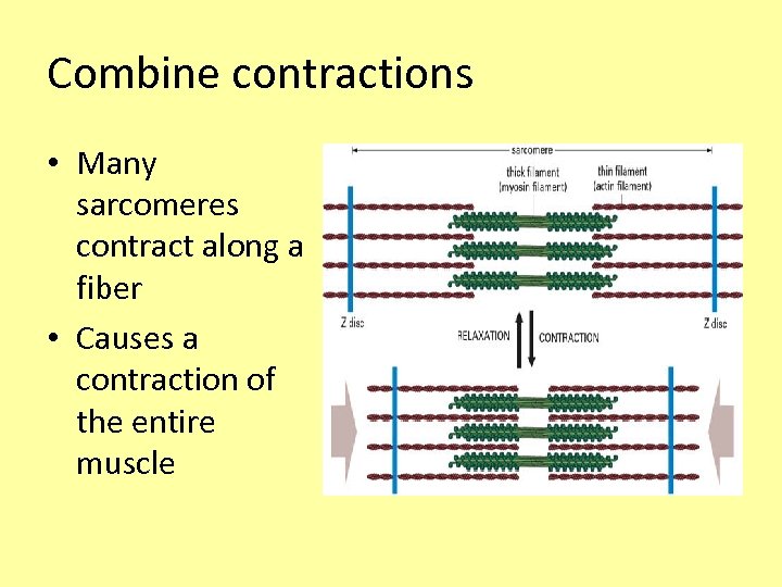 Combine contractions • Many sarcomeres contract along a fiber • Causes a contraction of