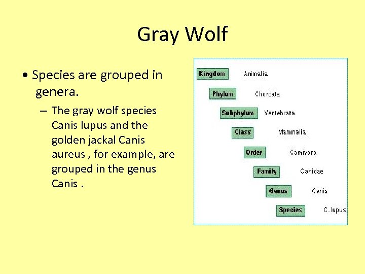 Gray Wolf • Species are grouped in genera. – The gray wolf species Canis