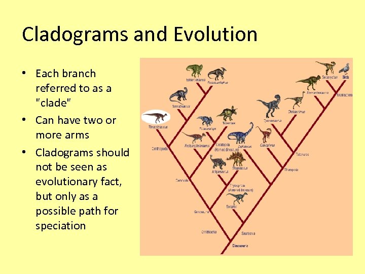 Cladograms and Evolution • Each branch referred to as a 