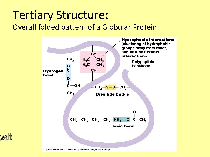 Tertiary Structure: Overall folded pattern of a Globular Protein 