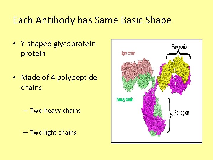 Each Antibody has Same Basic Shape • Y-shaped glycoprotein • Made of 4 polypeptide