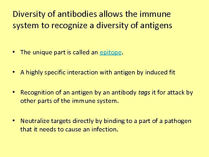 Diversity of antibodies allows the immune system to recognize a diversity of antigens •