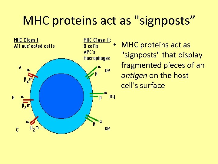 MHC proteins act as 