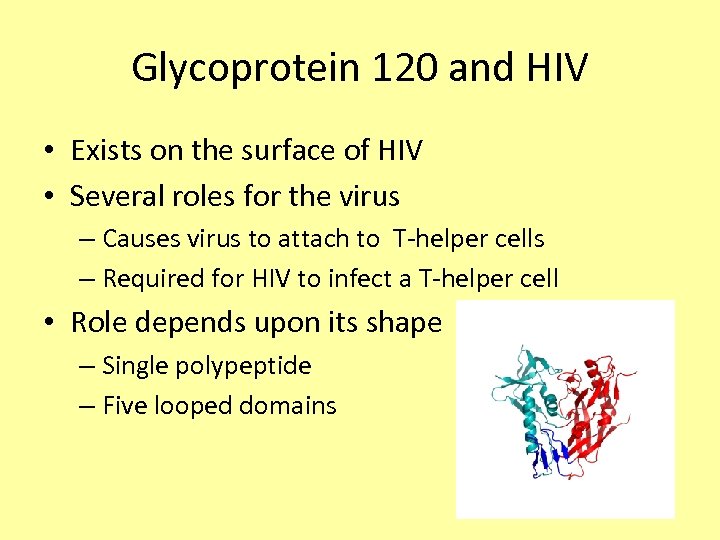Glycoprotein 120 and HIV • Exists on the surface of HIV • Several roles