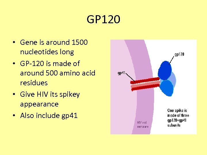 GP 120 • Gene is around 1500 nucleotides long • GP-120 is made of