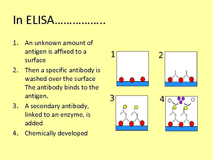 In ELISA……………. . 1. An unknown amount of antigen is affixed to a surface