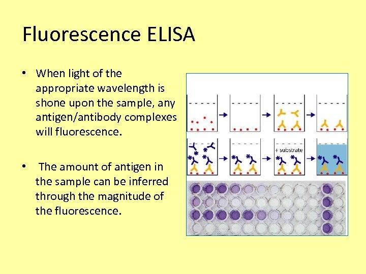 Fluorescence ELISA • When light of the appropriate wavelength is shone upon the sample,