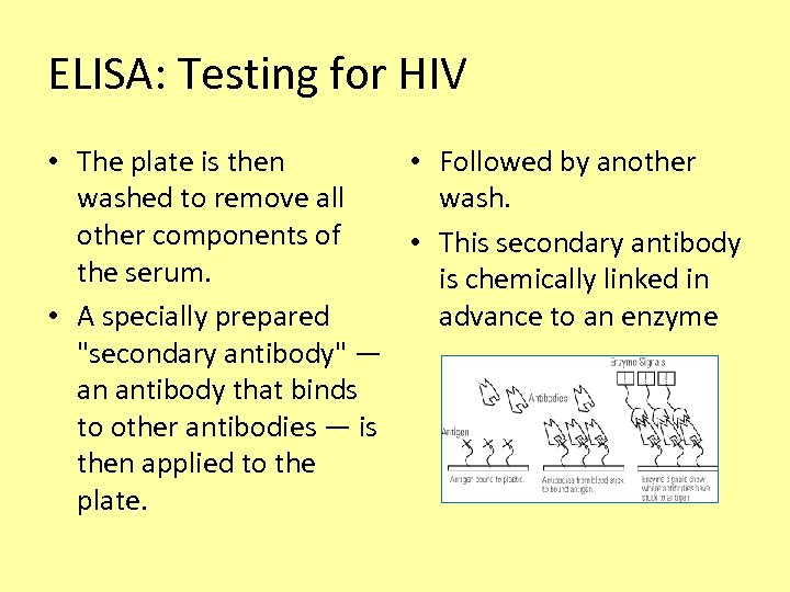 ELISA: Testing for HIV • The plate is then • Followed by another washed