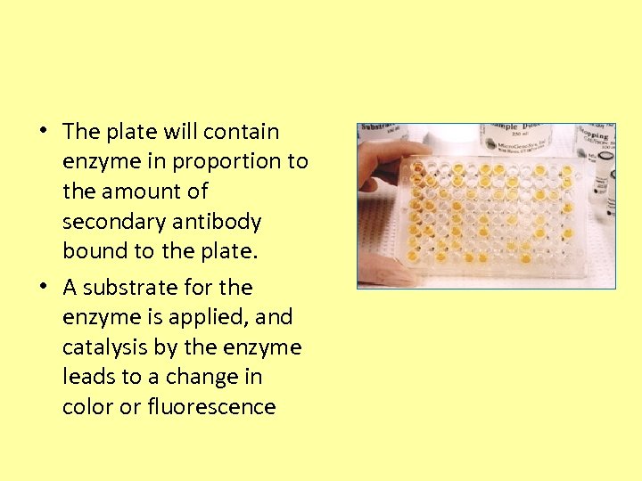  • The plate will contain enzyme in proportion to the amount of secondary
