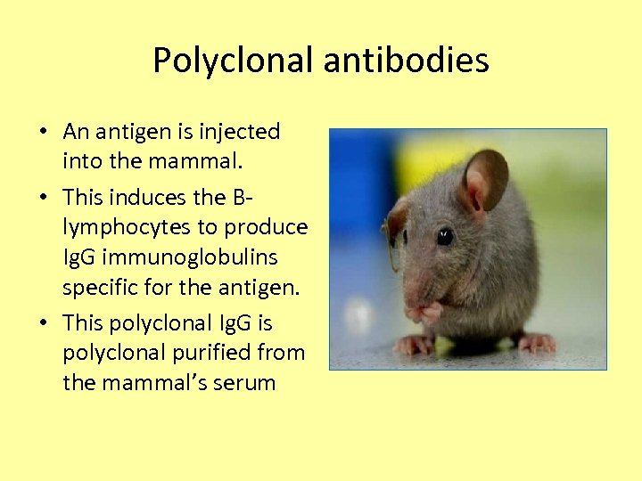 Polyclonal antibodies • An antigen is injected into the mammal. • This induces the