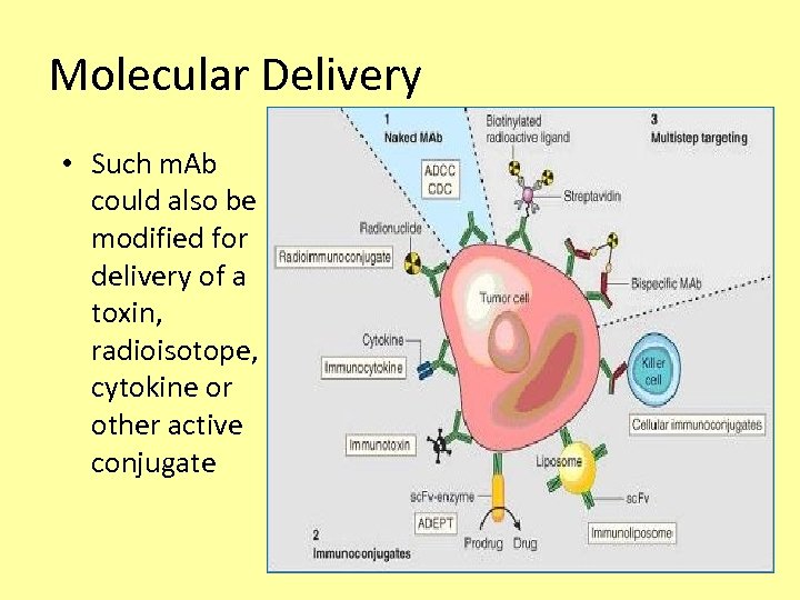 Molecular Delivery • Such m. Ab could also be modified for delivery of a