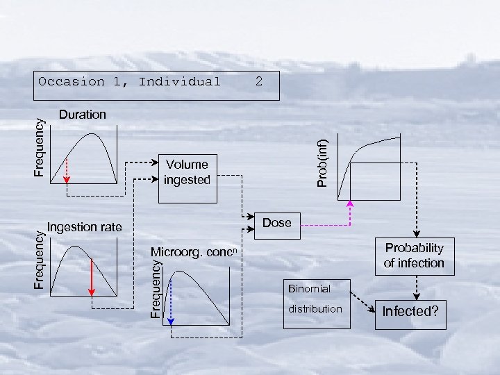 2 Prob(inf) Duration Volume ingested Dose Ingestion rate Probability of infection Microorg. concn Frequency