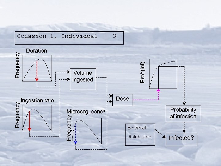 3 Prob(inf) Duration Volume ingested Dose Ingestion rate Probability of infection Microorg. concn Frequency